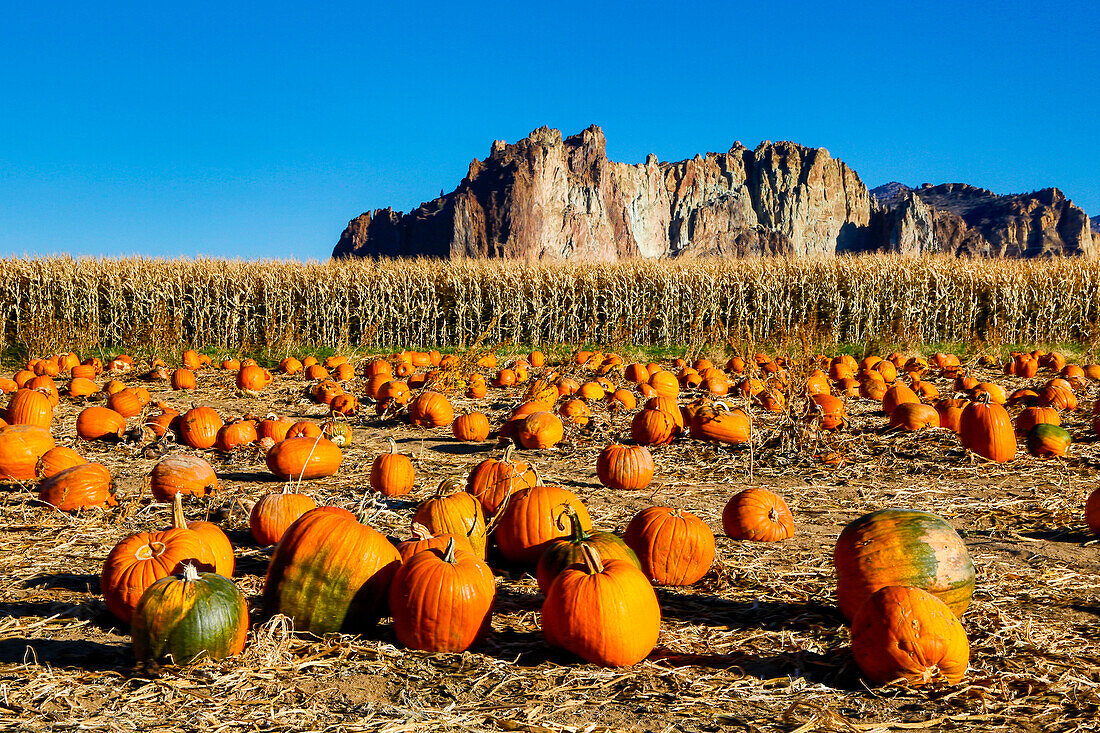 USA, Oregon, Bend. Pumpkin harvest