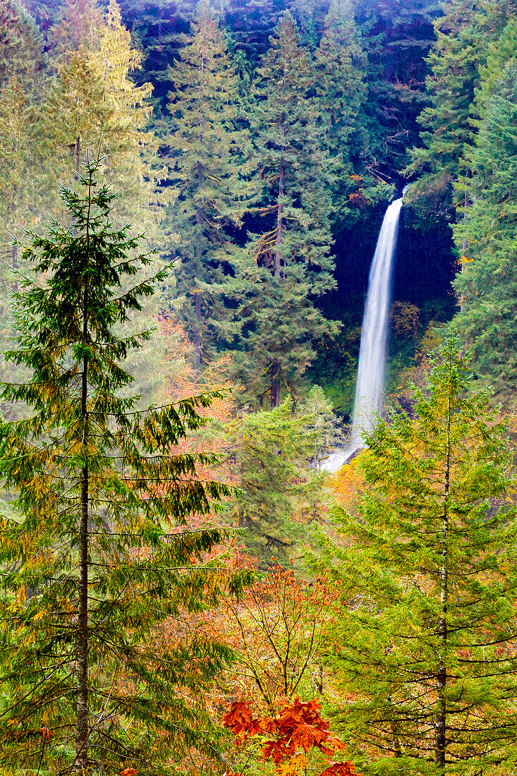 USA, Oregon, Silver Falls State Park, Falls amongst the fall foliage