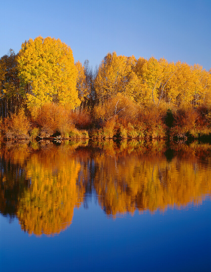 USA, Oregon, Deschutes National Forest, Autumn colored quaking aspen trees reflect in the Deschutes River at sunset.