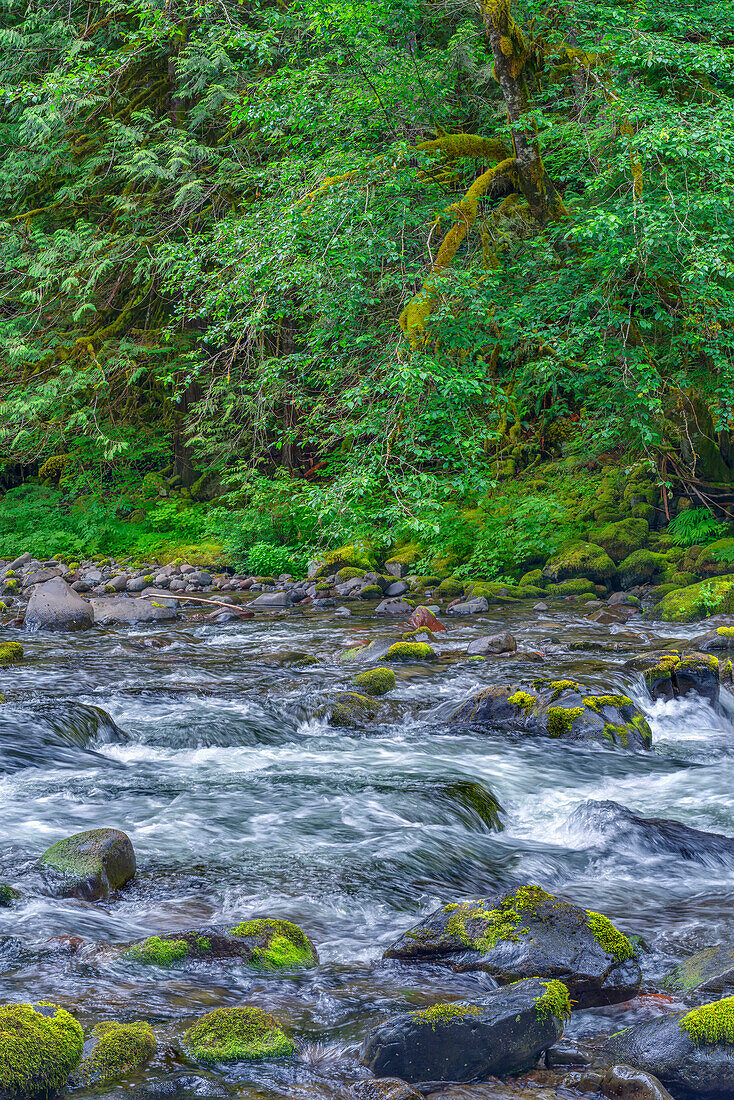 USA, Oregon, Mount Hood National Forest, Salmon-Huckleberry Wilderness, Ein üppiger Frühlingswald grenzt an den Salmon River, einen als wild und landschaftlich reizvoll ausgewiesenen Fluss.