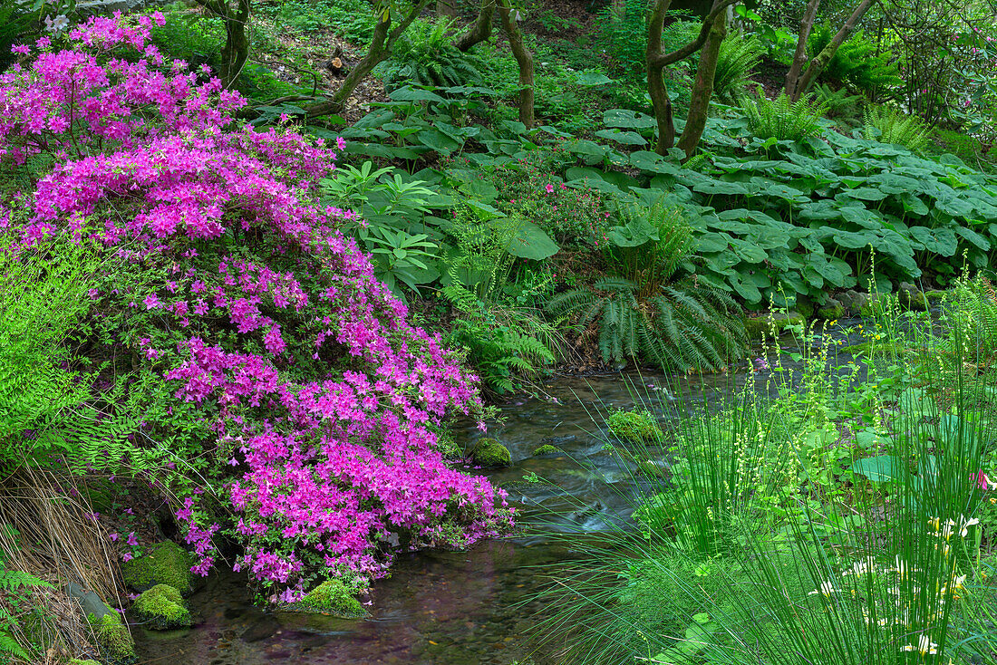 USA, Oregon, Portland, Crystal Springs Rhododendron Garden, Azalea in bloom along small creek.