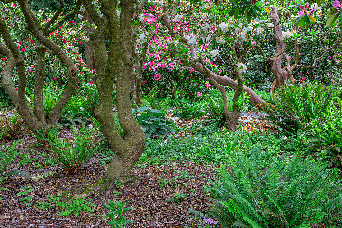 USA, Oregon, Portland, Crystal Springs Rhododendron Garden, Verholzte Zweige von blühenden Rhododendren und Farne im Unterwuchs.