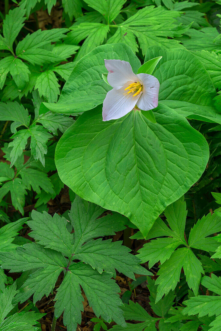 USA, Oregon, Tryon Creek State Natural Area, blühender Westlicher Trillium (Trillium ovatum) auf dem Waldboden, umgeben von Blättern des Pazifischen Wasserblatts (Hydrophyllum tenuipes).