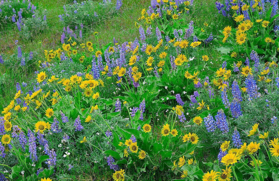 USA, Washington State, Columbia River Gorge National Scenic Area, Spring bloom of Northwest balsamroot and broad-leaf lupine.