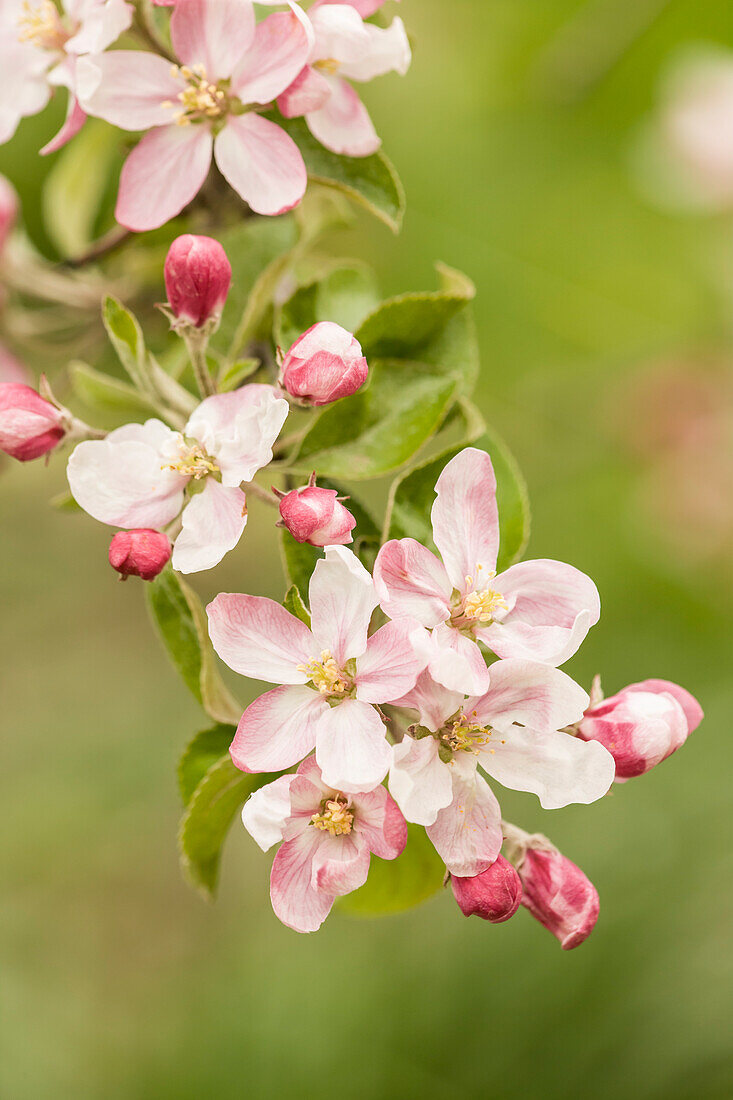 Hood River, Oregon, USA. Close-up of apple blossoms in the nearby Fruit Loop area.