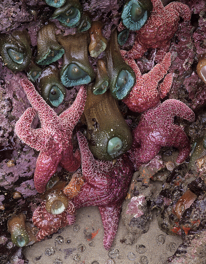 OR, Oregon Coast near Yachats, Strawberry Hill, ochre sea stars and sea grass (Large format sizes available)