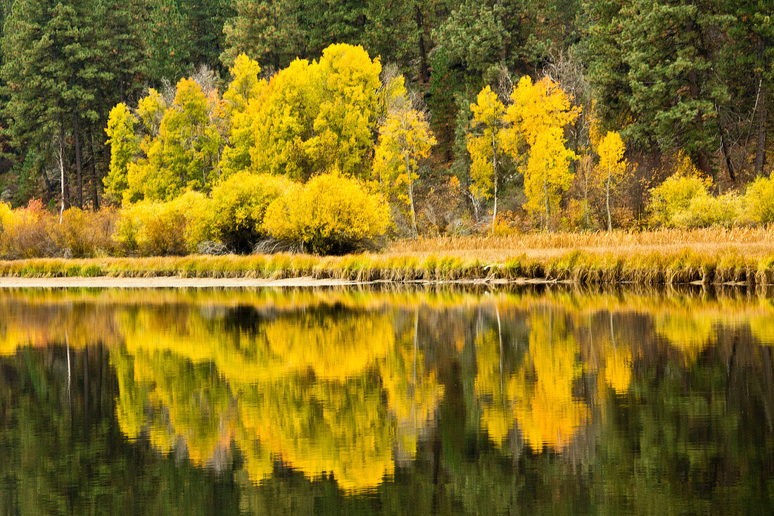 Herbstliche Reflektionen, Aspen Camp, Deschutes River, Deschutes National Forest, Oregon, USA