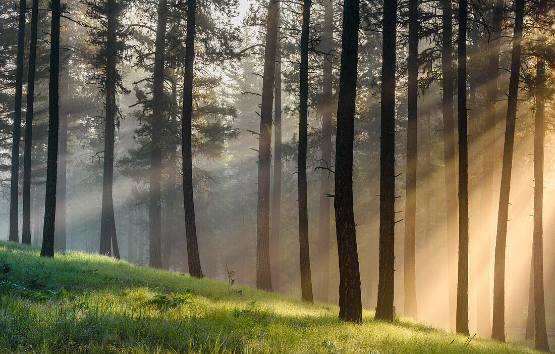 USA, Oregon, Blue Mountains. Light rays through forest of Ponderosa pine.