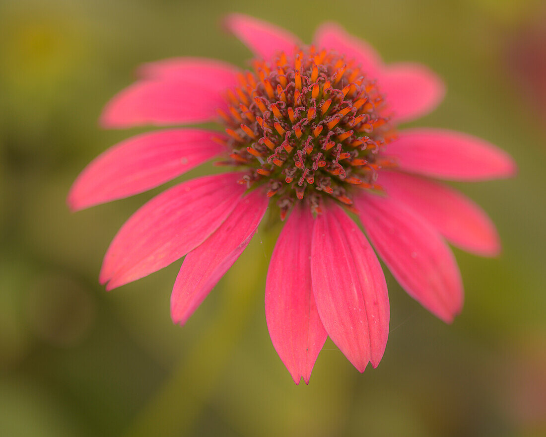 USA, Pennsylvania, Longwood Gardens. Kornblume in Nahaufnahme