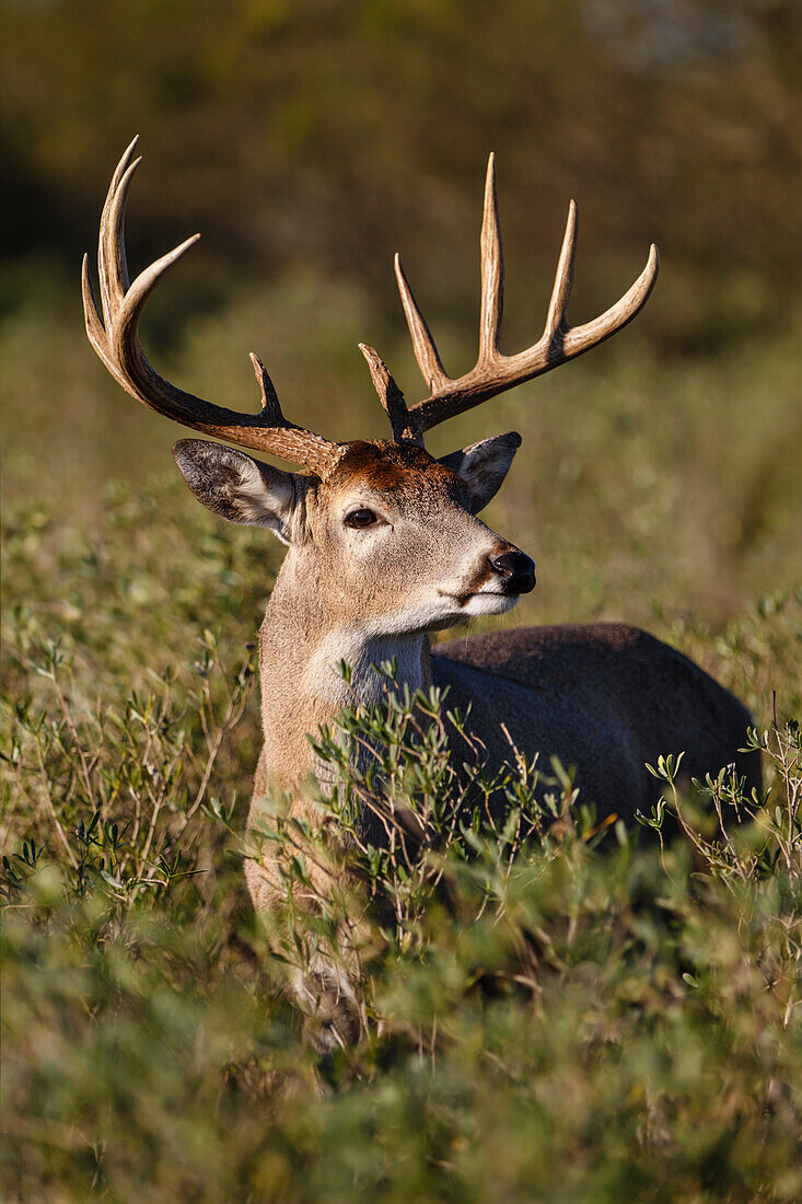 Weißschwanzhirsch (Odocoileus Virginianus), dominantes Männchen