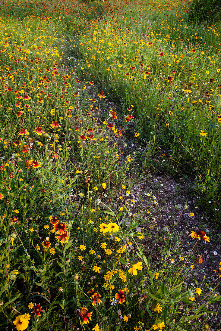 Path through Coreopsis and Fire Wheel wildflowers near Uvalde, Texas.