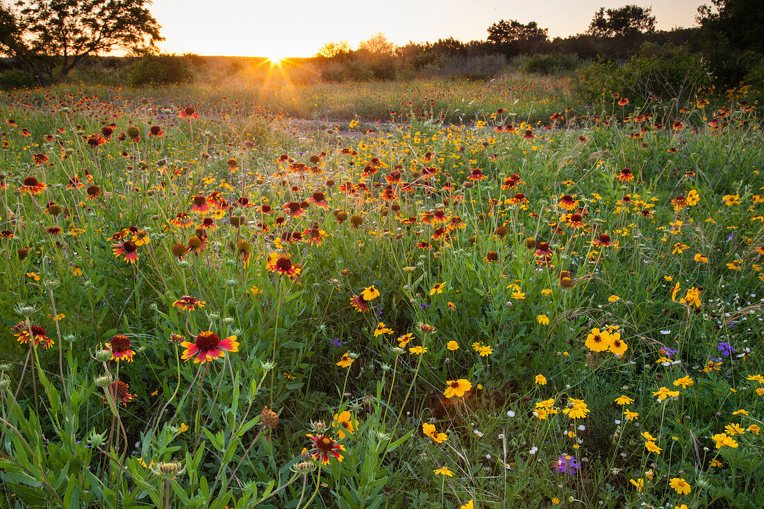 Sonnenuntergang über Texas-Wildblumen