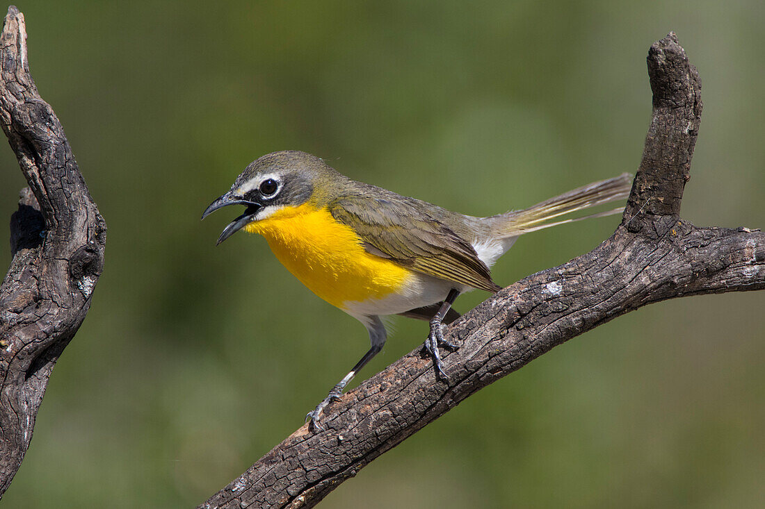 Yellow-breasted Chat (Icteria virens) adult perched