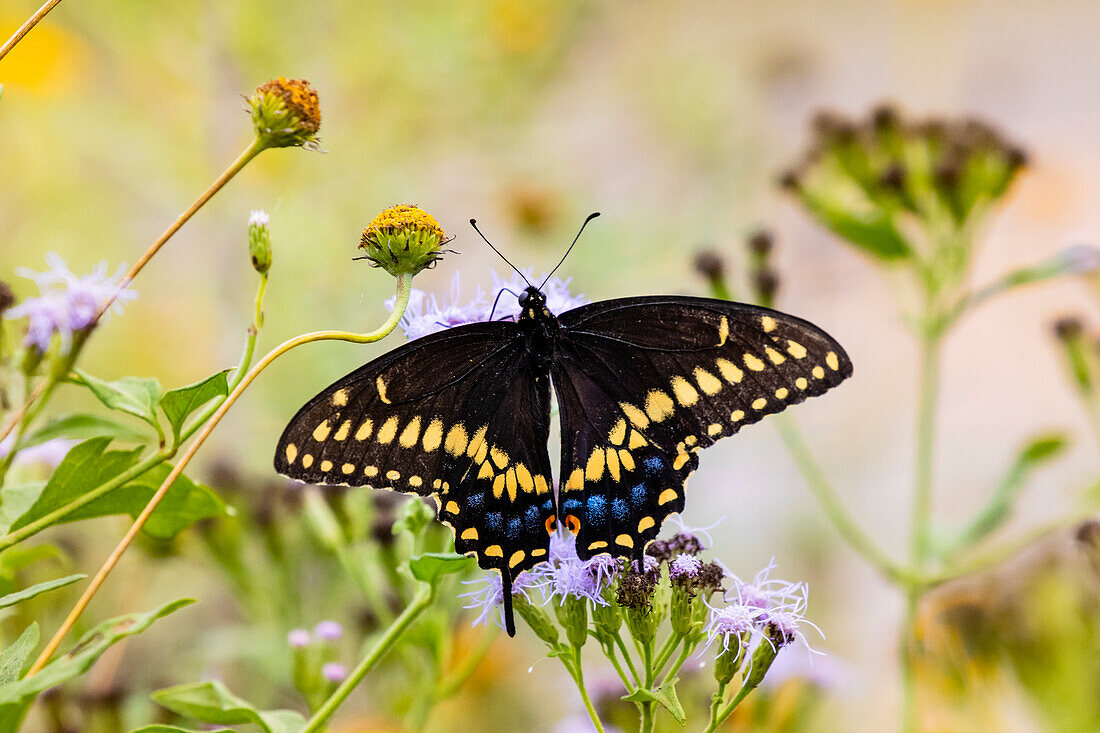 Black swallowtail (Papilio Polyxenes) butterfly feeding.