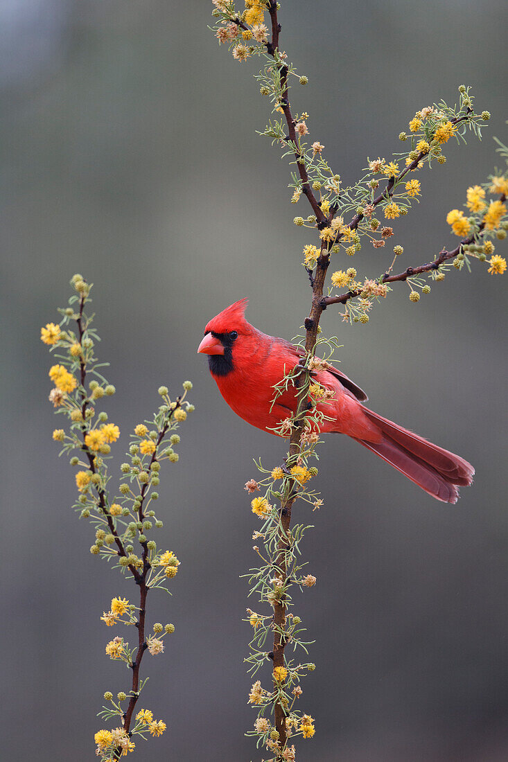 Nördlicher Kardinal (Cardinalis cardinalis) auf einem Baum sitzend.