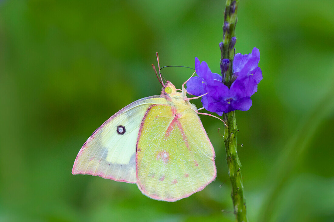 Südliches Hundsgesicht (Colias cesonia) beim Fressen.