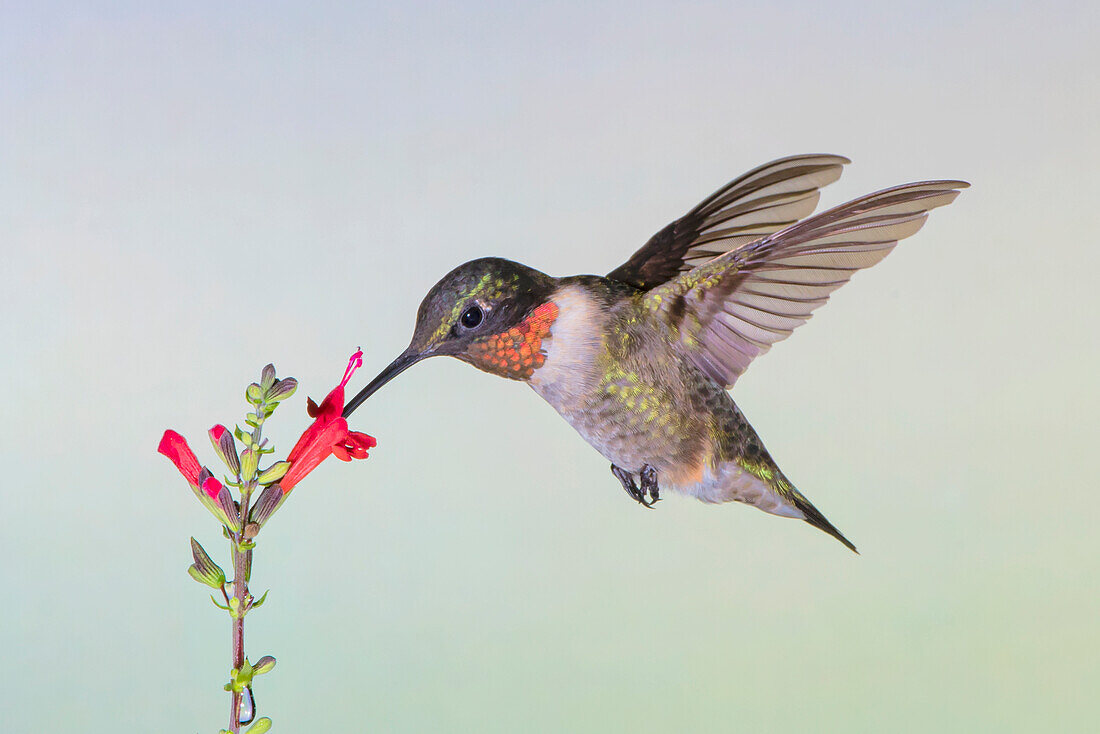 Ruby-throated Hummingbird (Archilochus solubris) feeding