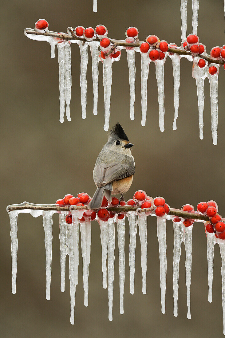 Black-crested Titmouse (Baeolophus bicolor), adult perched on icy branch of Possum Haw Holly (Ilex decidua) with berries, Hill Country, Texas, USA