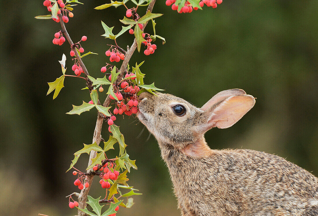 Eastern Cottontail (Sylvilagus Floridanus), adult eating Agarita (Berberis trifoliolata) berries, South Texas, USA