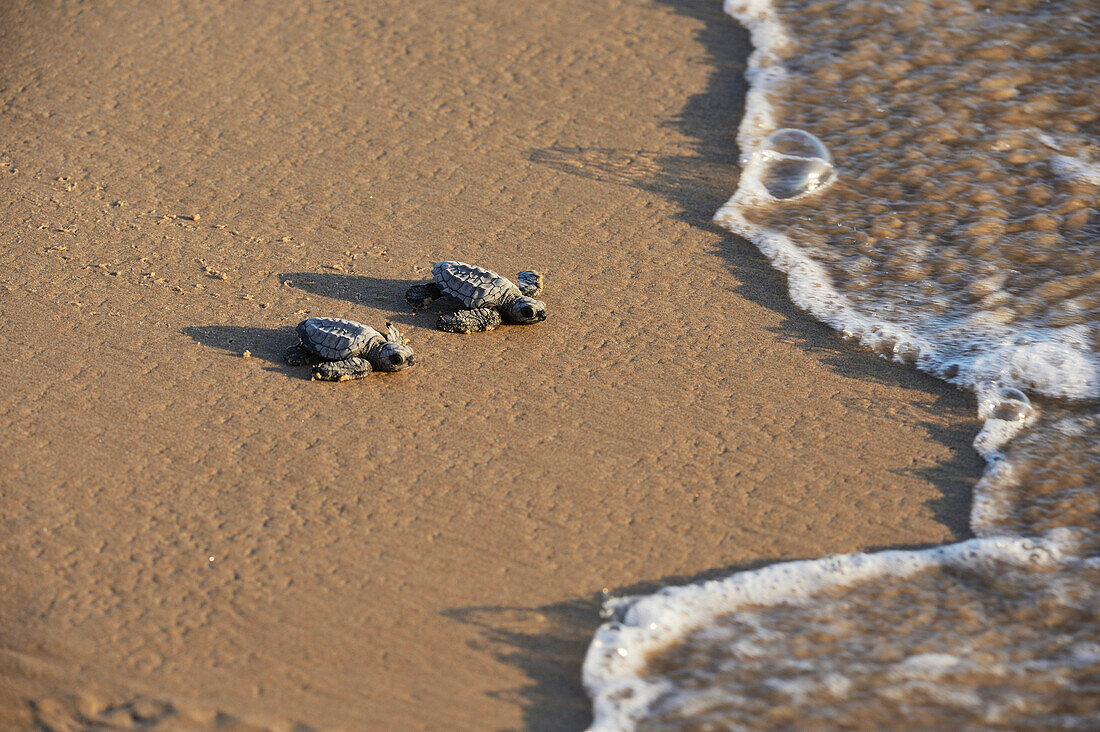 Kemp's riley sea turtle (Lepidochelys kempii), baby turtles walking towards surf, South Padre Island, South Texas, USA