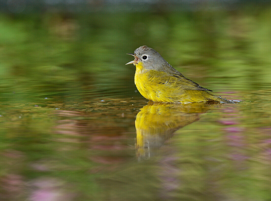 Nashville Warbler (Vermivora ruficapilla), Erwachsener beim Baden im Teich, Hill Country, Texas, USA