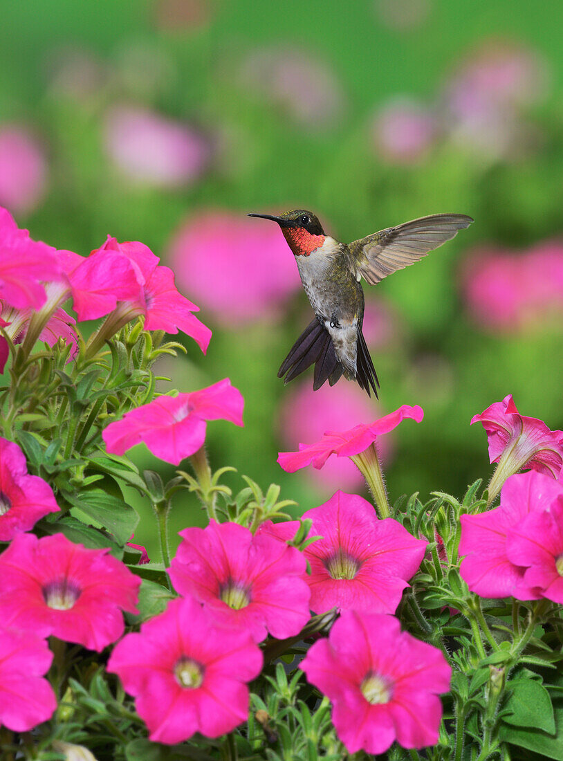 Ruby-throated Hummingbird (Archilochus colubris), male in flight feeding on Petunia flowers, Hill Country, Texas, USA