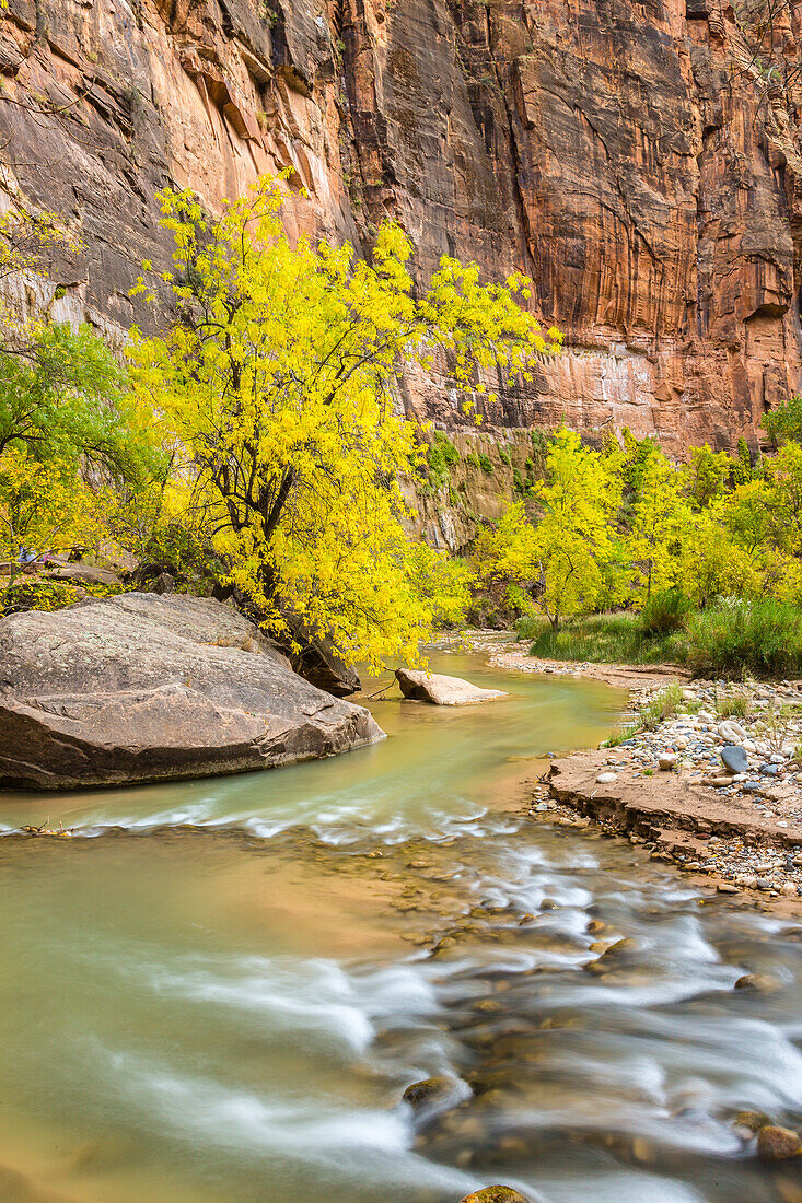 USA, Utah, Zion-Nationalpark. Virgin River und umgestürzte Pappelbäume