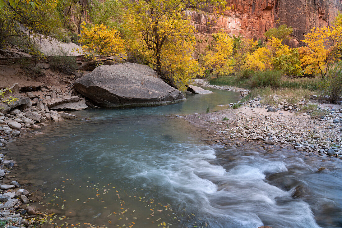 USA, Utah, Zion-Nationalpark. Buchsbäume entlang des Virgin River im Herbst.