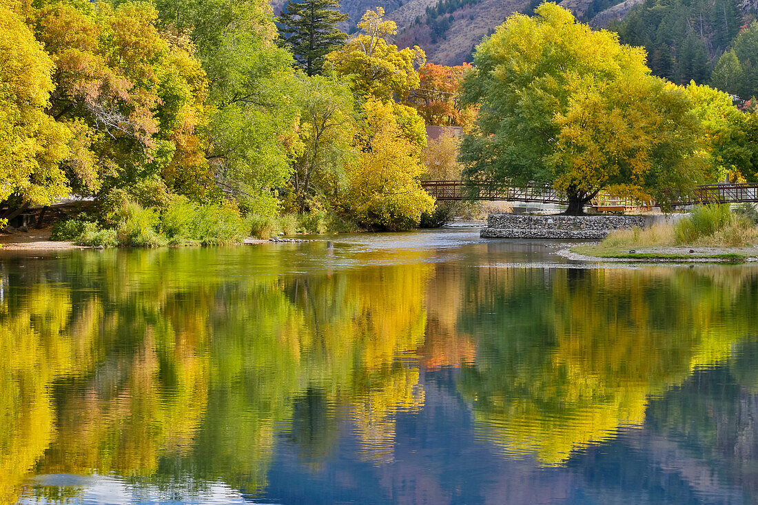 Cottonwoods, Maple and oak trees in fall color along Logan River, Utah, in the Wasatch Mountains