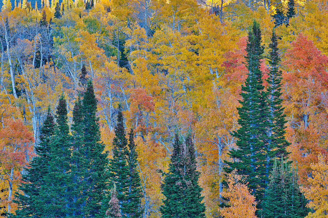 Aspens multi colored in autumn Wasatch Mountains and Highway 39 east of Ogden, Utah
