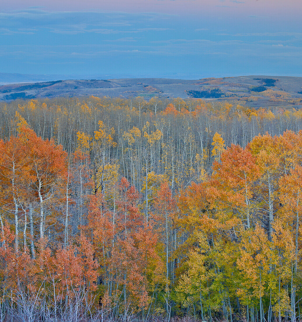 Aspens multi colored in autumn Wasatch Mountains and Highway 39 east of Ogden, Utah