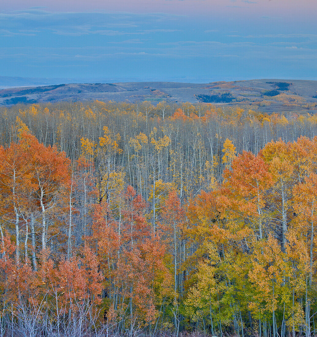 Vielfarbige Espen im Herbst Wasatch Mountains und Highway 39 östlich von Ogden, Utah