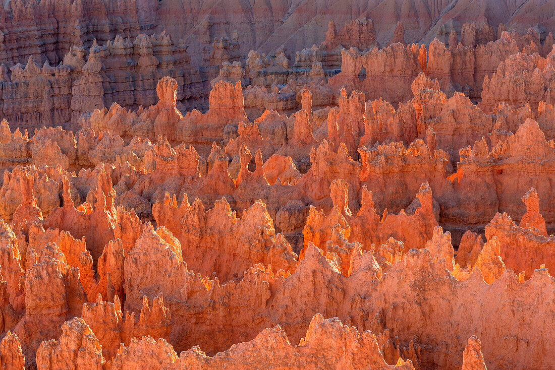 USA, Utah. Bryce Canyon National Park, evening light brightens hoodoos in the Silent City, from Sunset Point.