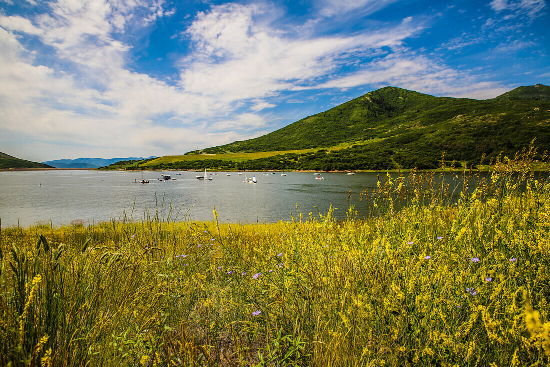 Jordanelle State Park, Utah. Feld mit Wildblumen und Booten auf einem See