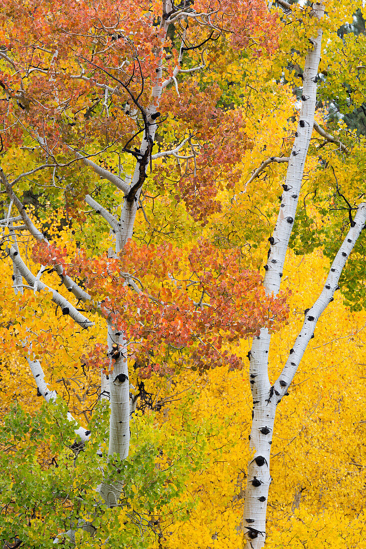 Utah, Dixie National Forest, Espenwald entlang des Highway 12