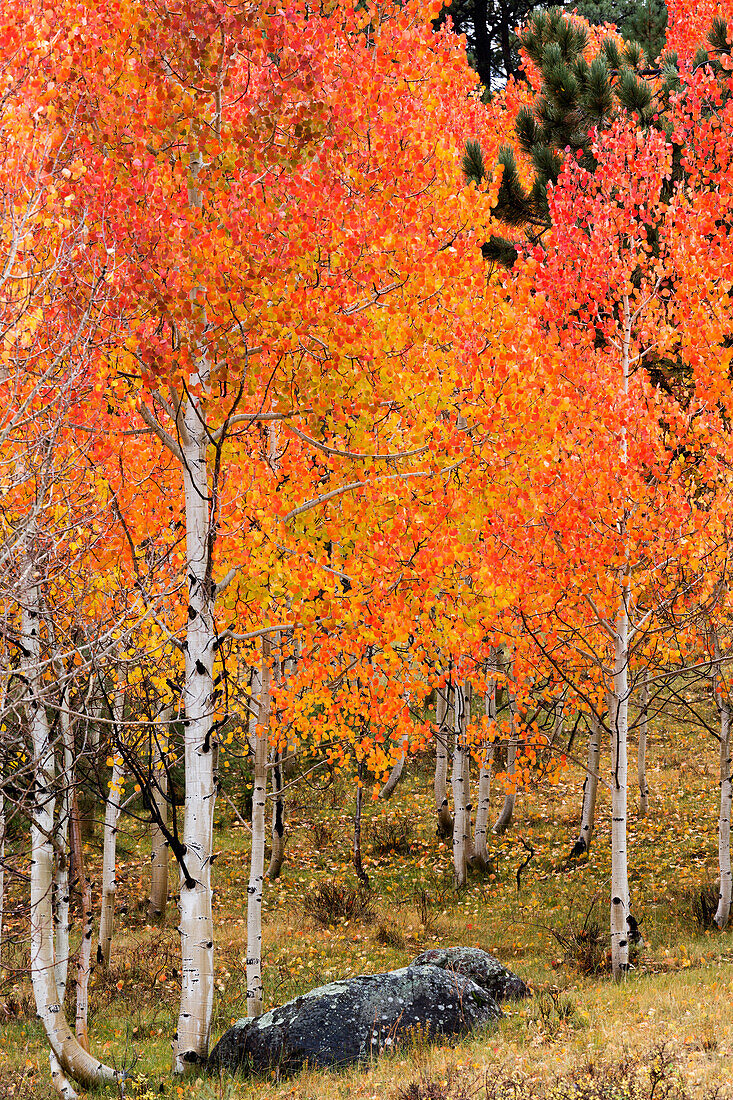 Utah, Dixie National Forest, Espenwald entlang des Highway 12