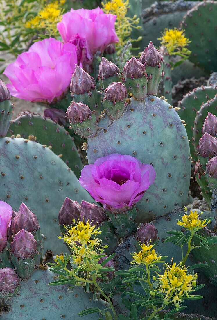 USA, Utah. Beavertail prickly pear cactus and Bee Plant, Factory Butte, Upper Blue Hills.