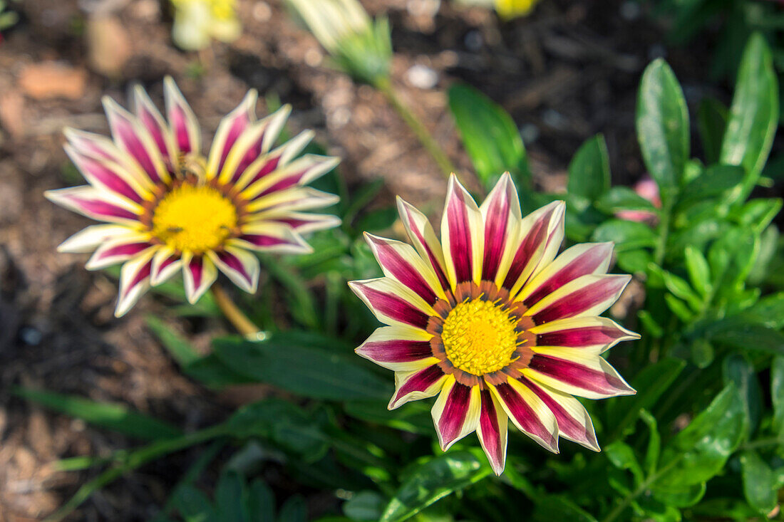 Blumengarten, Ludlow, Vermont, USA