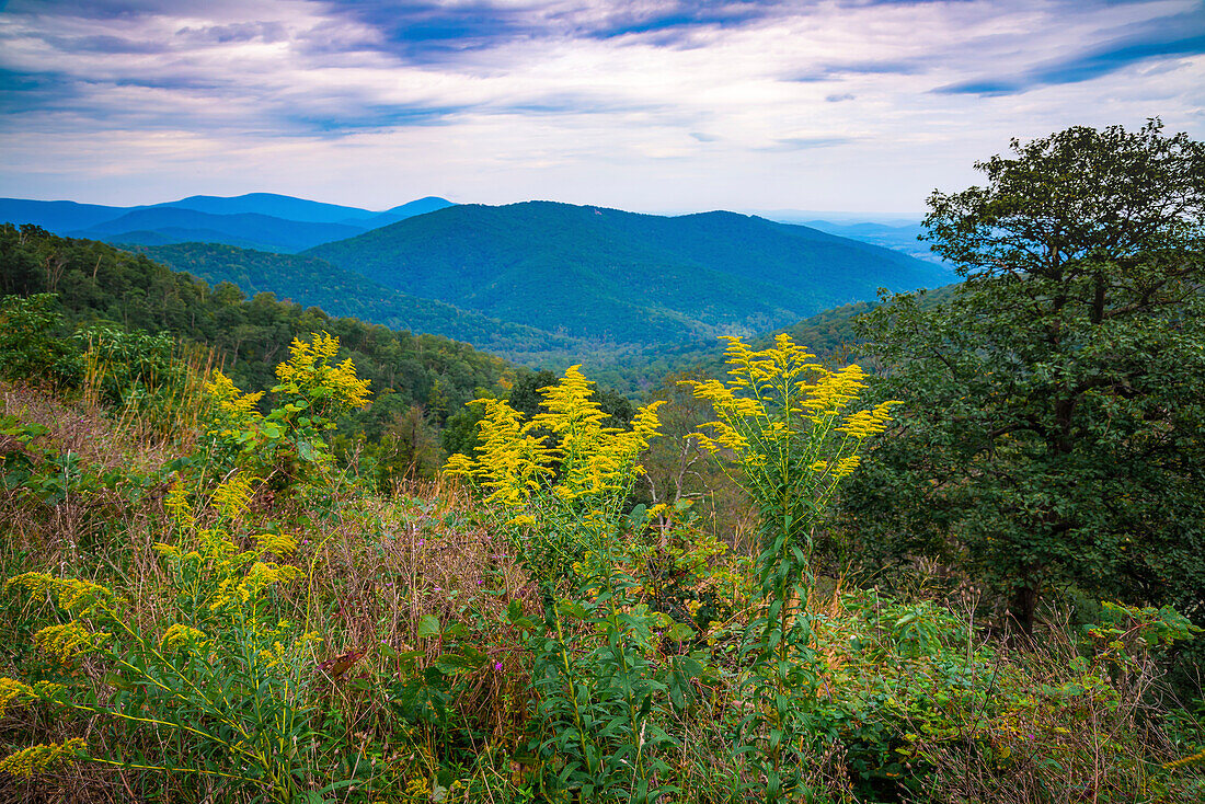 Vista with goldenrod, Shenandoah, Blue Ridge Parkway, Smoky Mountains, USA.