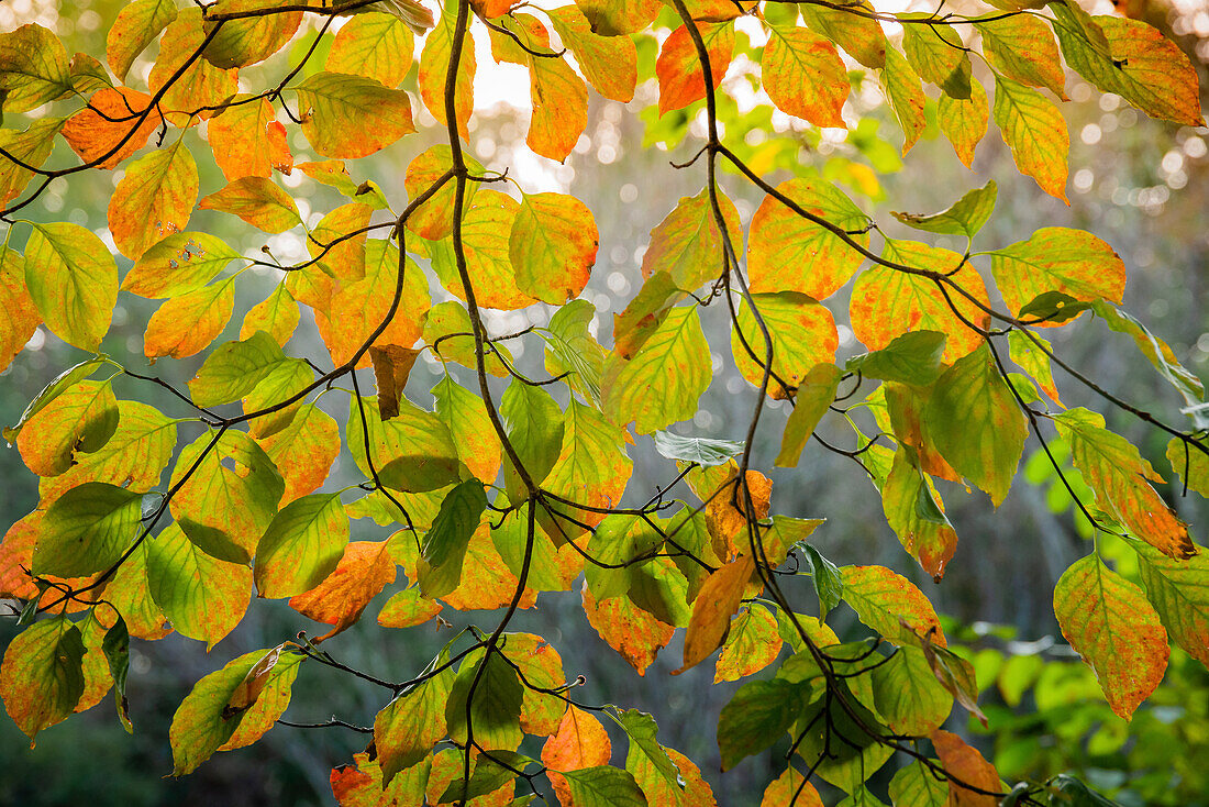 Backlit branch with golden leaves, Peaks Of Otter, Blue Ridge Parkway, Smoky Mountains, USA.