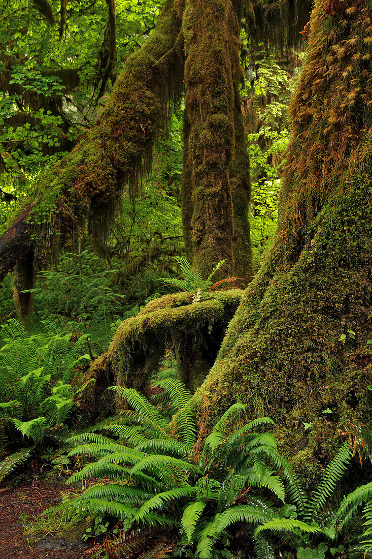 Ferns and Big Leaf Maple tree draped with Club Moss, Hoh Rainforest, Olympic National Park, Washington State
