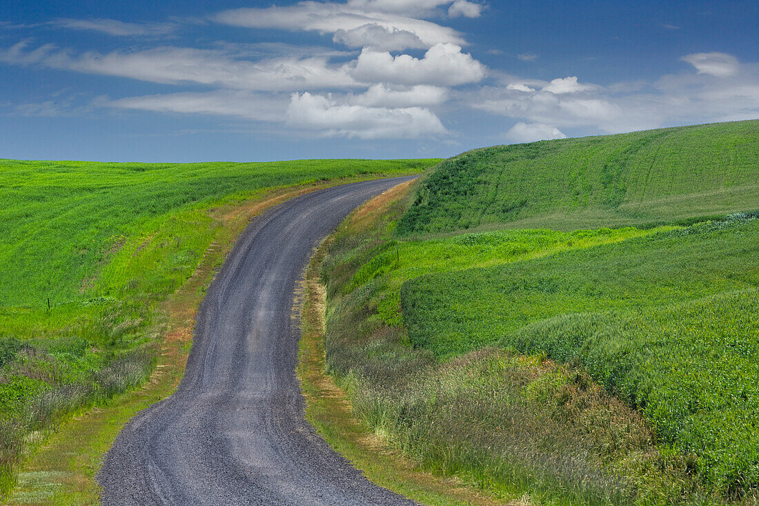 Ländliche Straße durch hügelige Weizenfelder, Palouse-Region im Osten des Staates Washington.