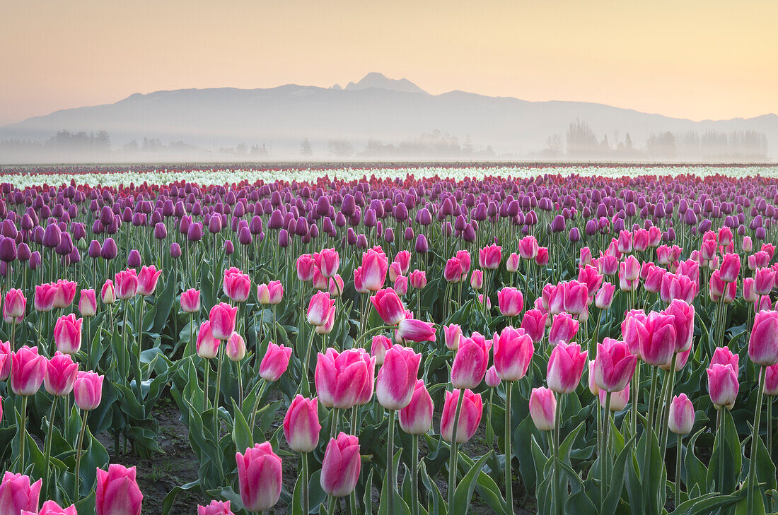 Sonnenaufgang über den Tulpenfeldern im Skagit Valley, Bundesstaat Washington