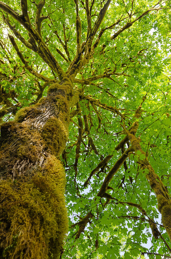 Großblättriger Ahorn (Acer macrophyllum) Baker River, North Cascades National Park, Washington State