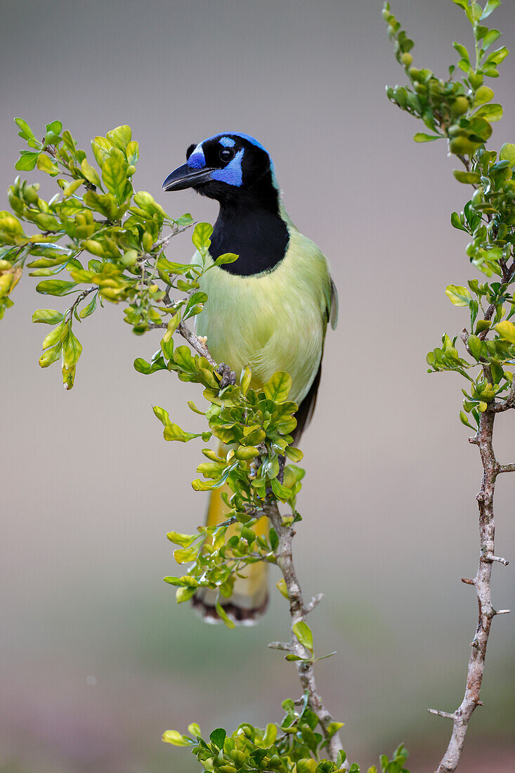 Green Jay, Rio Grande Valley, Texas