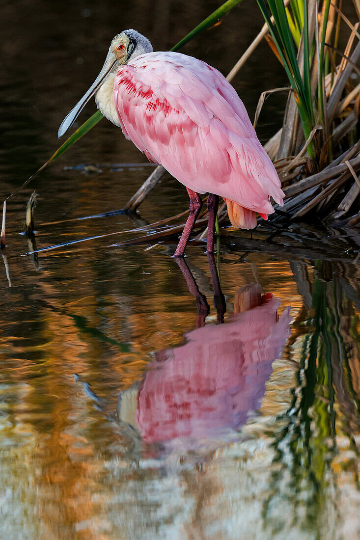 Rosalöffler watend zwischen Mangroven, South Padre Island, Texas