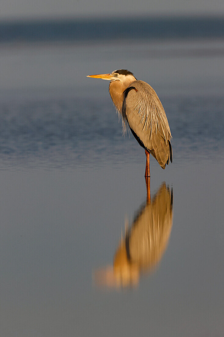 Blaureiher und Spiegelung, South Padre Island, Texas