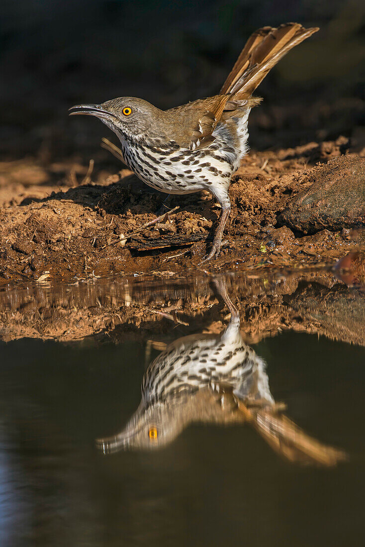 Langschnabel-Spottdrossel trinkt aus einem kleinen Teich, Rio Grande Valley, Texas