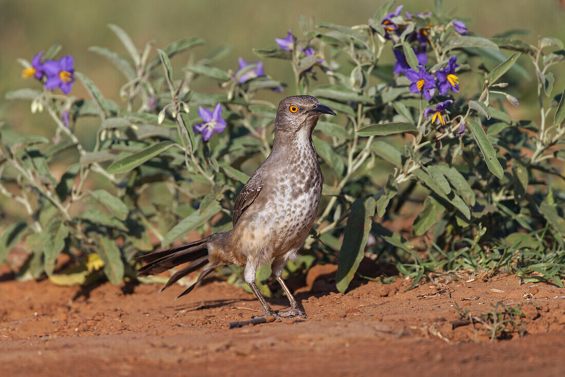 Kurvenschnabel-Spottdrossel, Rio Grande Valley, Texas