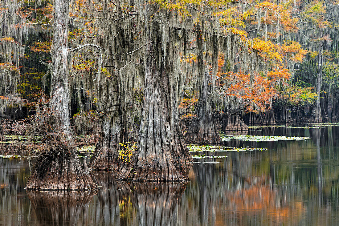 Bald Cypress tree draped in Spanish moss with fall colors. Caddo Lake State Park, Uncertain, Texas